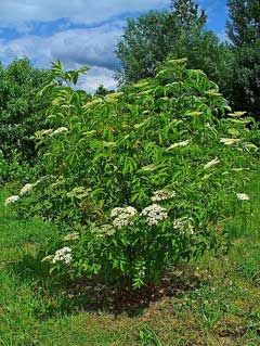 Sambucus canadensis American Elder Fast Growing Shrubs, Black Elderberry, Soil Texture, Plant Problems, Fruit Seeds, Pollinator Garden, Plant Spacing, Organic Seeds, Ornamental Plants