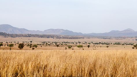 This is why you should visit northern Uganda:  Kidepo NP - The vast savannah plains and rugged mountain landscape of Kidepo Valley National Park make it by far the most spectacular of Uganda’s parks. Covered in dry Savannah, this park is more reminiscent of Kenya's Eastern Rift Valley parks. Call +256 (0) 312-260-559 Or Email: info@pearlofafricatours.com with your questions and to book your trip today! Savannah Landscape, Savana Landscape, Savannah Art, Plains Landscape, African Plains, Rift Valley, Acacia Tree, Grasses Landscaping, Meditation Apps