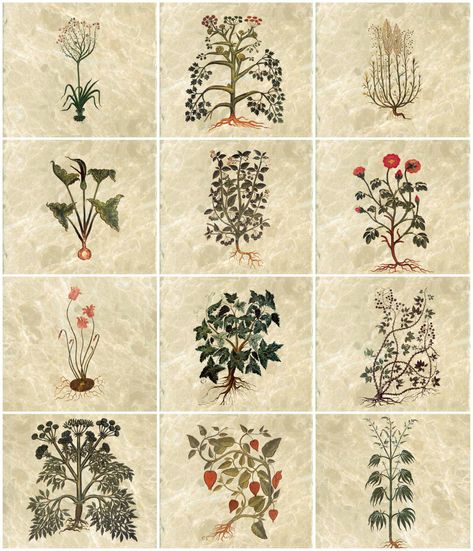 Medieval Plants Illustration, Medieval Botanical Illustration, Medieval Herbalist, Medieval Herbs, Medieval Flowers, Medieval Medicine, Botanical Tiles, European Tribes, Water Hemlock