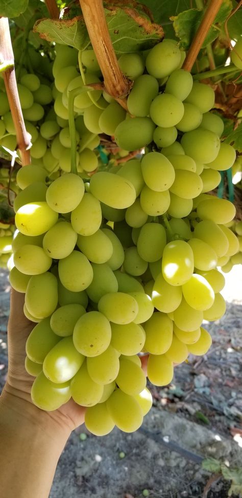 Green Grapes Aesthetic, Crunchy Grapes, Grape Aesthetic, Grapes Aesthetic, Mineral Rich Foods, Green Grape, Food L, Fruit Photography, Green Fruit