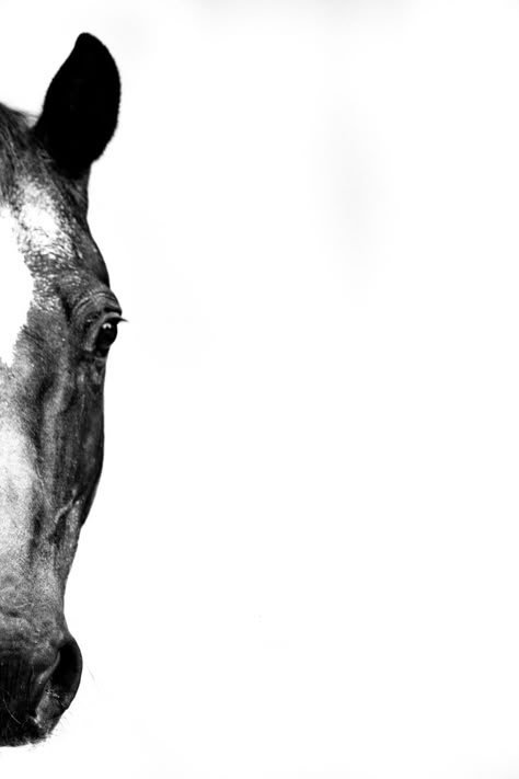 White Background || Memorable and Artistic - ES Equine Photography || Evelyn Szczepanek Horses Logo, Horse Photography Art, Horse Background, Equine Portraits, Horse Anatomy, Abstract Horse, Equestrian Decor, Horse Tattoo, Horse Logo