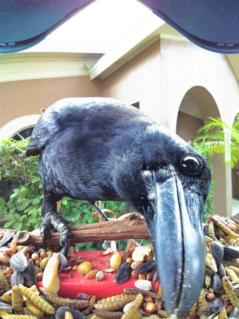 Check out American Crow that landed on Kimbirdly  feeder Crow Feeder, American Crow, Bird Feeding, Odessa, Dream House, Birds, United States