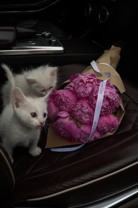 Kitten Bouquet, Cat Holding Flowers, Cat Bouquet, Purple Wallpapers, Aesthetic Cats, Flowers Peonies, Beautiful Night Images, Glitter Flowers, Night Images