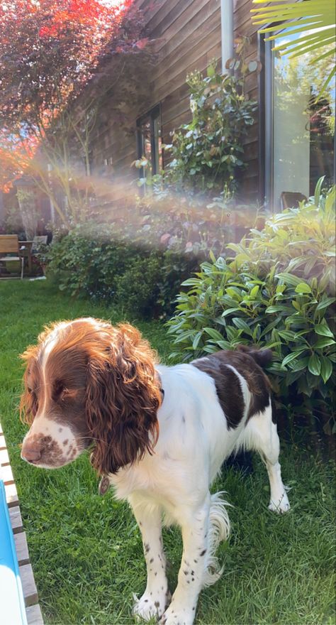 Irish Springer Spaniel, Springer Spaniel Aesthetic, Springer Puppies, Golden Cocker Spaniel, Springer Spaniel Puppies, All Breeds Of Dogs, Springer Spaniels, Spaniel Puppies, English Springer