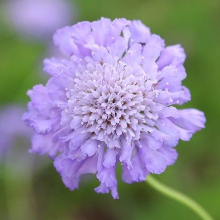 Tiny Terrace, Alkaline Soil, Pincushion Flower, Container Planting, Butterfly Blue, Eco Home, Flowers Delivery, Future Garden, Lawn Edging