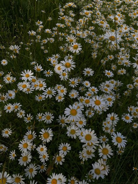 Daisy Widget Aesthetic, Daisy Cartoon Flower Aesthetic, Palomacore Aesthetic, Daisy Flower Asthetics, Daisy Athestic, Flowers Athstetic, Selma Core Aesthetics, Noorcore Aesthetic, Daisy Asthetic Picture