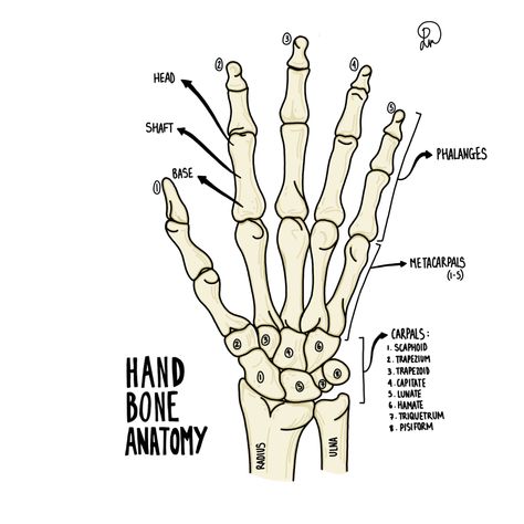 Bones On Hand, Finger Anatomy, Hand Bone Anatomy, Bone Anatomy, Body Bones, Anatomy And Physiology, Peace Gesture, Anatomy, Skeleton