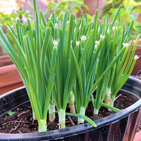 Grow Green Onions at Home: A Simple Container Gardening Guide Onion Garden, Green Onions Growing, Growing Onions, Easy Vegetables To Grow, Vegetable Garden Raised Beds, Growing Greens, Garden Stand, Indoor Herb Garden, Fruit Garden