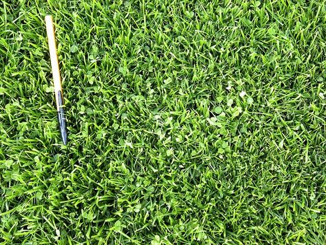 Mowed microclover, fine/dwarf fescue blend Trifolium repens var pinpolino Microclover Lawn, Micro Clover, Clover Lawn, Grass Alternative, Nitrogen Fixation, Clover Seed, Lawn Alternatives, Grasses Garden, Ponds Backyard