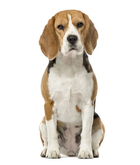 When Do Beagles Calm Down? Tips to Care For a Hyperactive Dog Hyperactive Dog, Beagle Puppy, Beagle Dog, Calm Down, Dog Owners, Dog Breeds, No Worries, Puppies, Dogs