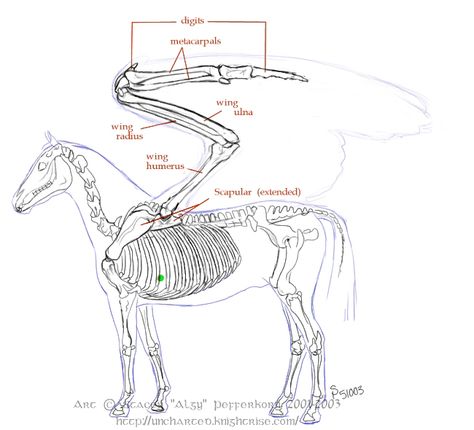 Pegasus Reference, Pegasus Reference Drawing, Pegasus Anatomy, Pegasus Art Drawing, Skeleton Pegasus, Pegasus Wings, Pegasus Lineart, Horse Diagram Anatomy, Advanced Mathematics