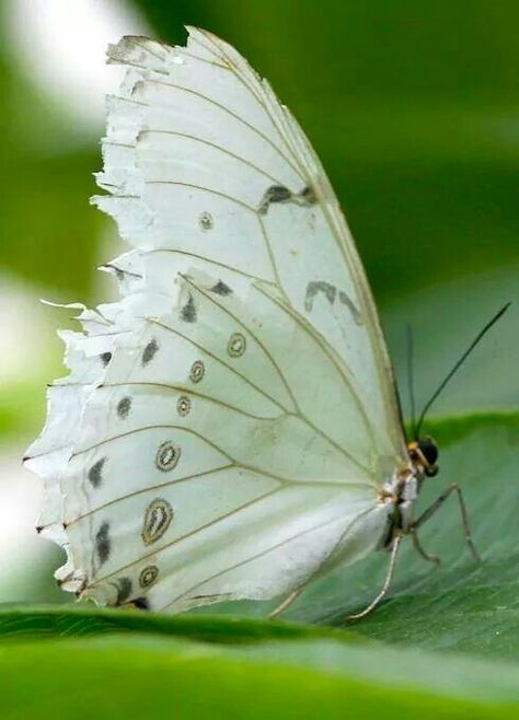 OBWU Moth Caterpillar, Flying Flowers, Moths And Butterflies, Butterflies And Dragonflies, Butterfly Dragonfly, Beautiful Bugs, Birds And Butterflies, Butterfly Kisses, White Butterfly