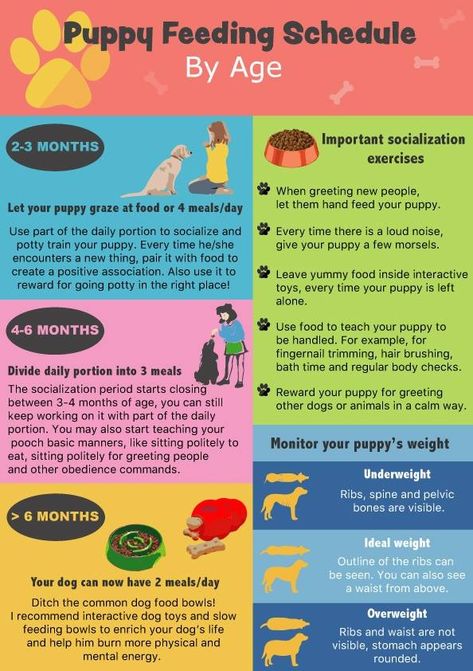 If you are trying to figure out how much to feed your puppy, this article will help you with a smart puppy feeding schedule. It's not only about how many times a day....it's about using food wisely to communicate with your dog! Puppy Feeding Schedule, Puppy Schedule, Puppy Feeding, Puppy Checklist, Puppy Time, Puppies Tips, Puppy Training Tips, Dog Facts, Dog Care Tips