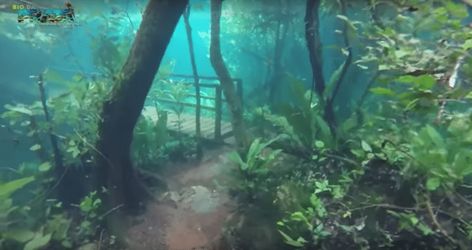 Crystal Clear Water Turns Brazilian Rainforest Into Underwater Park Surreal Underwater, Brazilian Rainforest, Underwater Park, Underwater Landscape, Water Nymphs, Life Aquatic, Underwater Photos, Underwater Photography, Crystal Clear Water