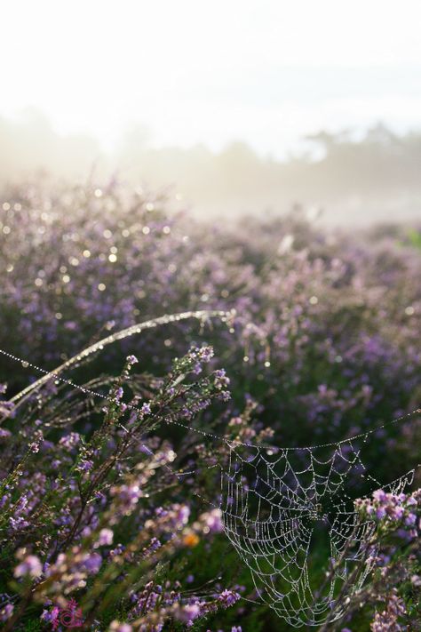 Spiders Webs, My Secret Garden, Nature Photography Flowers, Morning Dew, The Secret Garden, Spring Nature, Image Hd, Flowers Photography, The Sweet