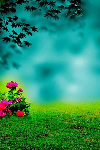 Bagraund Photos Estetik, Nature Blur Background Hd, Flex Background Images Hd, Background Images Flowers, Bg Background, Nature Baground Images, Boy Background, Grass Flowers, Garden Grass