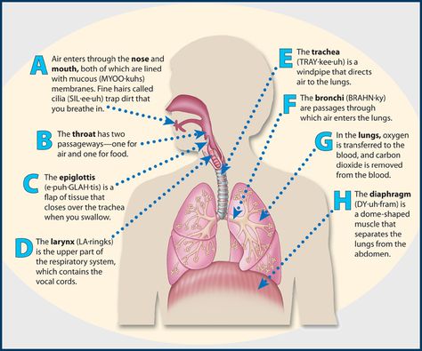 The human respiratory system consists of the lungs and other organs. Its main function is to take in oxygen and carbon dioxide. #science Circulatory System Parts And Function, Science Respiratory System, Respiratory System Diagram, Respiratory System Worksheet, Respiratory System Function, Respiratory System Anatomy, Human Circulatory System, Human Respiratory System, Nurse Study