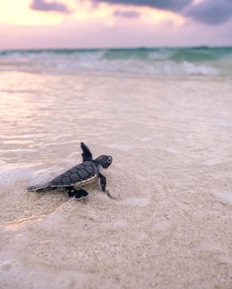 Turtle Hatching, Wonderful Time Of The Year, Great Barrier Reef, Hi There, Christmas Is, Time Of The Year, Queensland, Beautiful Creatures, New Friends