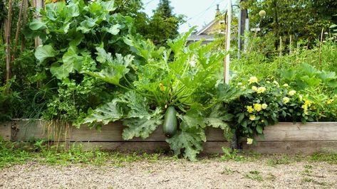 How To Grow Squash, Grow Squash, Growing Squash, Pro Tip, Raised Bed, Raised Beds, How To Grow, To Grow, Bed