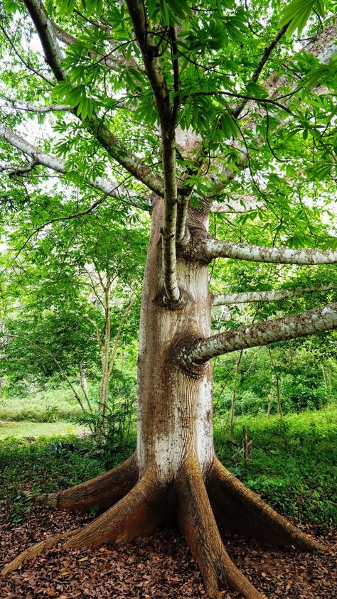 Ceiba Tree Trunk, Trees, Plants