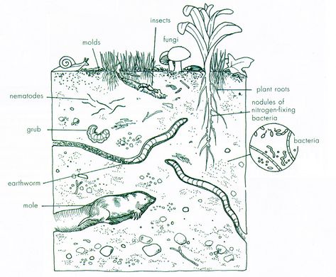 Soil Drawing at PaintingValley.com | Explore collection of Soil Drawing Infographic Design Process, Healing Center, Bio Art, Symbiotic Relationships, Human Activity, Rain Forest, Living Things, Scientific Illustration, Greater London