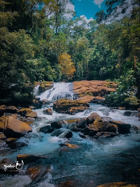 Sinharaja Rain Forest - Sri Lanka Sinharaja Rain Forest, Forest Waterfall, Forest Photos, Rain Forest, Forest Photography, Birdwatching, Photo Credit, Sri Lanka, Hiking