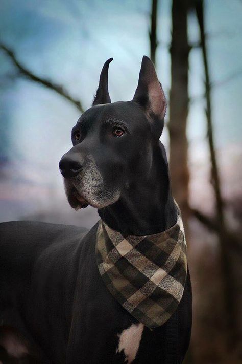 Great Dane Professional Dog Photography, Dog Heaven, Dog Photoshoot, Cute Puppy Pictures, Funny Photography, Puppy Photos, Funny Dog Pictures, Old Dogs, Puppy Pictures