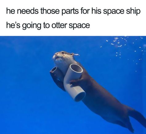 Otterly Amazing Cute Animal Memes, Funny Animal Jokes, Memes Humor, Word Pictures, Funny Animal Memes, Cute Memes, Animal Jokes, Funny Animal Pictures, An Animal