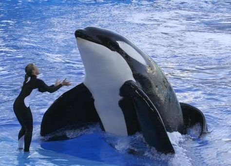 Tilikum Orca, Orca Whales, Marine Mammals, Killer Whales, Ocean Creatures, Sea World, Ocean Life, Marine Life, Sea Creatures