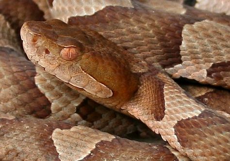 Copperhead Snake, Scary Snakes, Cool Snakes, Venomous Snakes, Pit Viper, Beautiful Snakes, Snake Venom, Reptile Snakes, Animal References