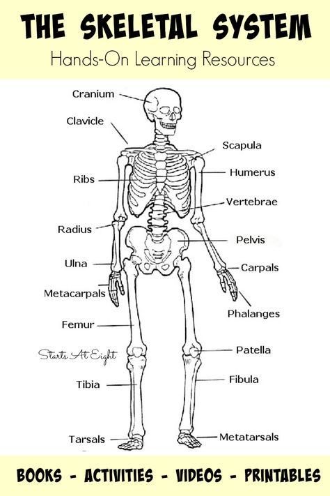 The Skeletal System: Hands-On Learning Resources from Starts At Eight. This is list of hands-on skeletal system activities, books, videos, and printables from teaching the skeletal system for all ages. Great homeschool activities such as Life Sized Human Skeletal Printable activity. All Bones Name, Musculoskeletal System Anatomy, Skeletal System Activities High School, Health Class Activities, Skeletal System Project, Skeletal System Activities, Skeletal System Anatomy, Skeletal System Worksheet, Human Skeletal System