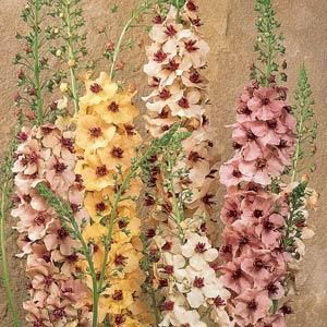 Verbascum Southern Charm     Perennial      Seeded on 2/15 Border Plants, Flower Spike, Seed Company, Pretty Plants, Southern Charm, Flower Farm, Flower Seeds, Dream Garden, Decoration Design