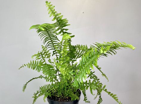 Emerald Queen Fern: A Beautiful Addition To Your Indoor Garden - Garden Lively Sun Queen, Insecticidal Soap, Overwintering, Organic Garden, Royal Queen, Peat Moss, Neem Oil, Organic Matter, Potting Soil