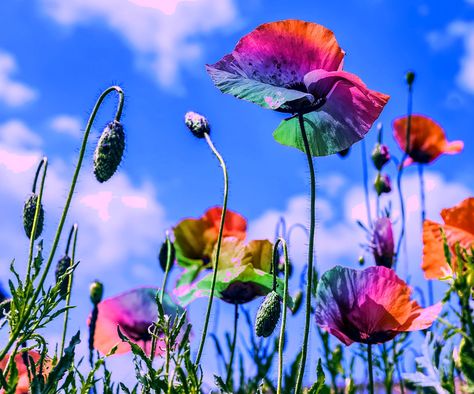 Rainbow Poppies Flowers, #Rainbow, #Flowers, #Poppies Rainbow Poppy, Flowers Poppies, Poppy Tattoo, Flowers Rainbow, Poppies Tattoo, Free Illustration, Public Domain Images, Rainbow Flowers, Poppy Flower