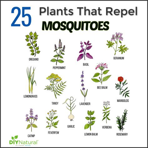 Mosquito Repelling Plants: 25 Plants That Repel Mosquitoes Naturally! Plants Mosquito Repellant, Plants To Repel Wasps, Wasp Repellent Plants, Snake Repelling Plants, Homemade Tick Repellent, Plants That Repel Mosquitoes, Grow Moss, Snake Repellent, Insect Repellent Plants