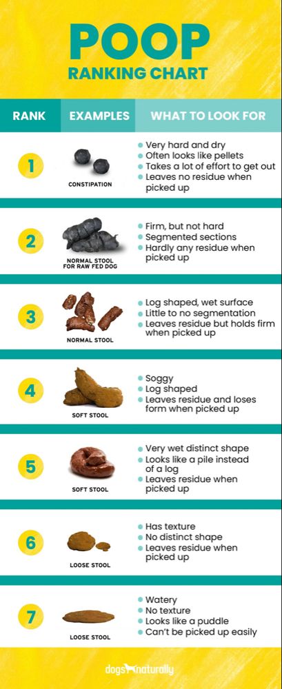 Poop Ranking Chart Cat Poop Chart, Diahrea Remedies, Dog Constipation Remedies, Constipated Dog, Hemorrhoid Remedies, Soft Stool, Pet Remedies, Constipation Remedies, Dog Remedies