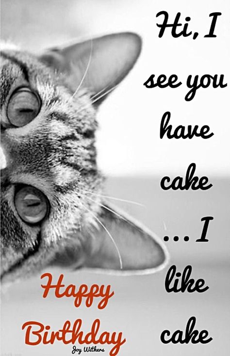 Happy Birthday! #Cat | Happy birthday cat, Funny happy birthday wishes, Happy birthday friend Happy Birthday From Cat Funny, Happy Birthday From The Cat, Happy Birthday Cat Lover, Cat Happy Birthday, Happy Birthday Funny Humorous, Cake Happy Birthday, Birthday Verses, Happy Birthday Cat, Funny Happy Birthday Wishes