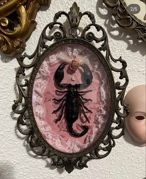 Goth Oddities Decor, Victorian Taxidermy Display, Oddities Home Decor, Bug Taxidermy Art, Oddities Bedroom, Pink Goth Room Aesthetic, Goth Taxidermy, Oddity Artwork, Oddities Aesthetic