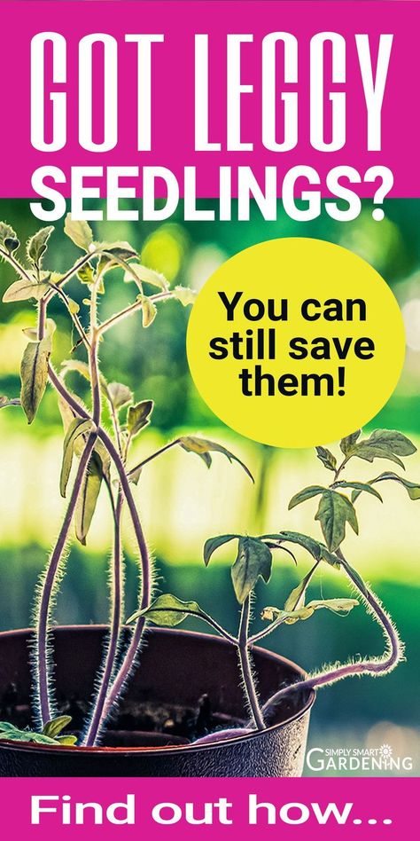 If your seedlings are long, stretched out and leggy, you're probably wondering if you can save them. Good news! When you follow the tips in this article you'll find out what to do with your leggy seedlings. You'll also get ideas for preventing leggy seedlings. Read this article now and find out how to save leggy seedlings.  #simplysmartgardening #saveleggyseedlings #seedstartingtips #seedlings Leggy Seedlings, Grow Light Stand, Backyard Hacks, Saving Seeds, Indoor Vegetables, Starting Seeds, Spring Gardening, Plant Propagation, Side Porch