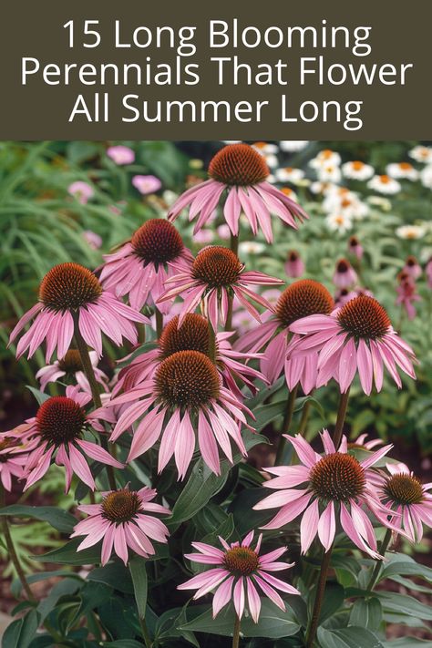 15 Long Blooming Perennials That Flower All Summer Long Blooming Perennials, Long Blooming Perennials, Small Purple Flowers, Drought Tolerant Perennials, Shasta Daisies, Greenhouse Ideas, Ideas For Garden, Pollinator Garden, Hardy Perennials