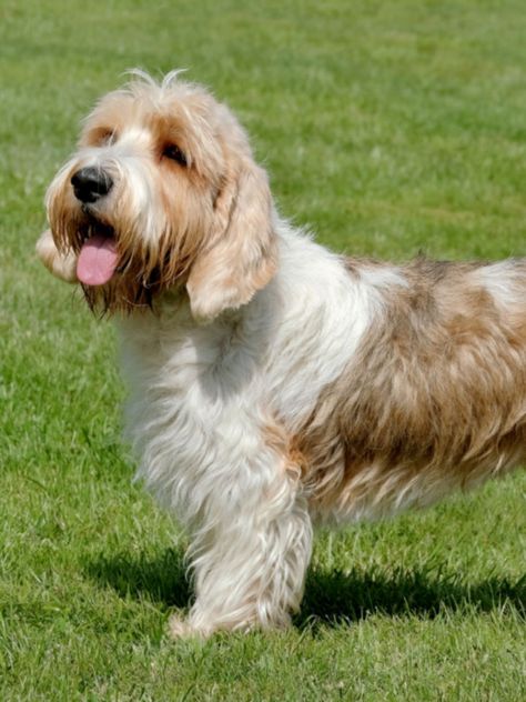 Petit Basset Griffon Vendéen - All About Dogs | Orvis Basset Griffon Vendeen, All About Dogs, Basset Griffon, Petit Basset Griffon Vendeen, Akc Breeds, Bored Dog, Cardigan Welsh Corgi, About Dogs, Puppy Mills