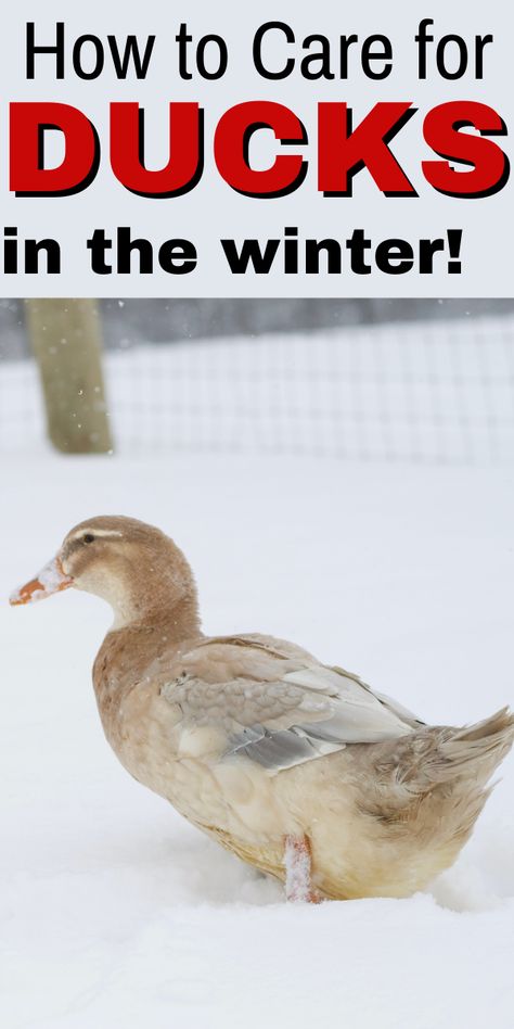 Ducks In Winter Cold Weather, Duck Coop Winter, Winter Duck Waterer, Raising Ducks For Beginners, Ducks In Winter, Duck Raising, Quack Shack, Farm Ducks, Duck Waterer