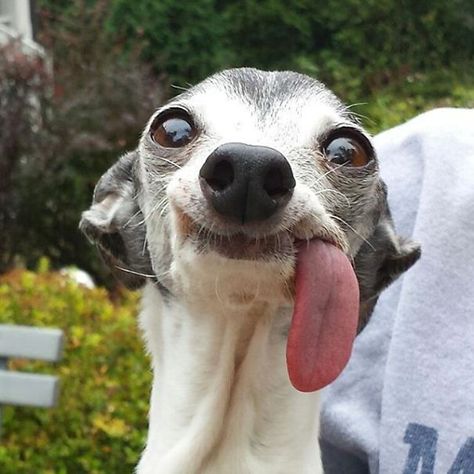 Our Weird Pooch Psy Chihuahua, Ugly Animals, Ugly Dogs, Animals Funny, Silly Dogs, Funny Dog Pictures, Funny Animal Jokes, Silly Animals, Crazy Dog