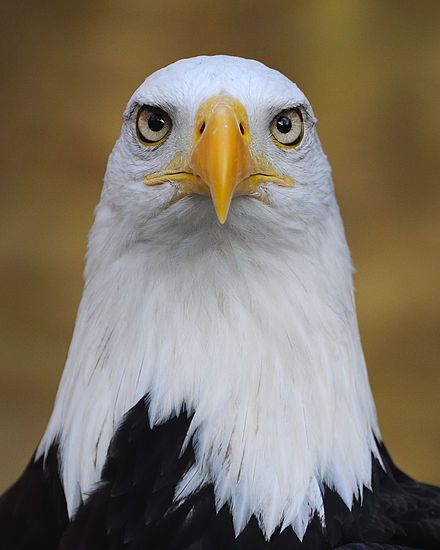 Humans have eyes positioned on the front of their heads to allow them binocular vision. Many other animals have eyes on opposite sides of their heads, which provides them with the widest possible field of view. http://simple.wikipedia.org/wiki/Binocular_vision Haliaeetus Leucocephalus, Aigle Royal, Native Beading, Eagle Wallpaper, Eagle Pictures, Eagle Bird, Eagle Art, Animal Sounds, An Eagle