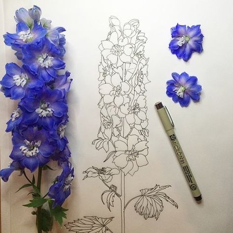 Delphinium Tattoo, Larkspur Tattoo, Larkspur Flower, Delphinium Flowers, Flower Tattoo Drawings, Blue Rose Tattoos, Floral Preservation, Blue Delphinium, Flower Sketches