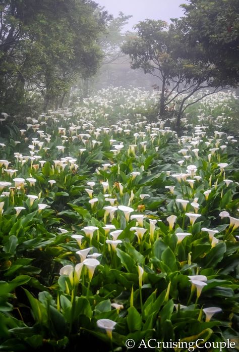 Calla Lily Festival Field Lily Field, Travel Taiwan, Aesthetic Easter, White Lily Flower, Arum Lily, Garden Aesthetic, Calla Lilies, White Lilies, Lily Flower