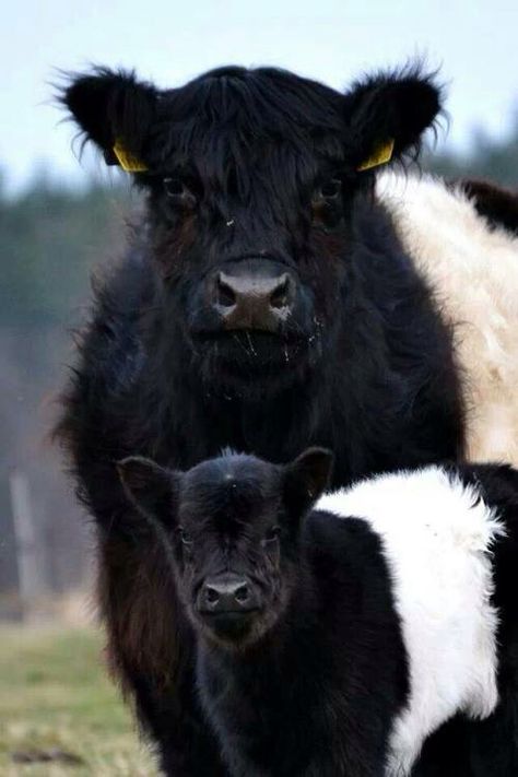 Mother & Daughter Galloway Cattle, White Cows, Big Puppies, Fluffy Cows, Cow Calf, Baby Cows, Farmhouse Cottage, Cute Cows, Country Life