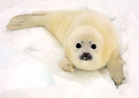 Harp Seal Pup, Baby Harp Seal, Excited Dog, Snow Animals, Harp Seal, Cute Seals, Seal Pup, Baby Seal, List Of Animals