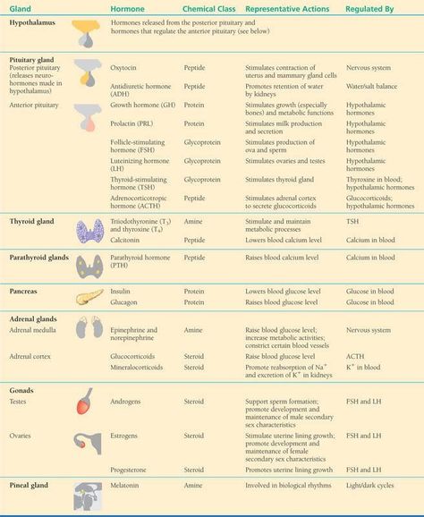 Endocrine Hormones Cheat Sheet, Endocrine System Notes Nursing Schools, Endocrine Disorders Nursing, Endocrine Glands Notes, Endocrine System Hormones, Endocrine Pathophysiology, Endocrine System Nursing, Endocrine System, Human Anatomy And Physiology