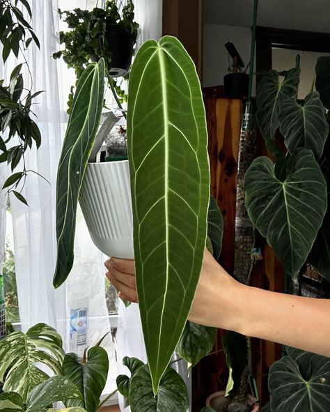 never thought I would see the day where I’d have a happy queen in my collection 🖤 practically resurrected this girl from the brink ☠️ 🌿 anthurium warocqueanum 🌿 ________________________________________________ #ikeagreenhousecabinet #anthuriumwarocqueanum #anthuriumlovers #plantcollection #plantcommunity #plantcare #plantsplantsplants #plantaddict #plantmom #houseplants #houseplantsofinstagram #houseplantcommunity #houseplantclub #indoorplants #indoorplantsofinstagram #plantsofinstagram #p... Queen Anthurium, Anthurium Warocqueanum, Plant Wishlist, Airbnb Promotion, Plant Mom, Plant Collection, My Collection, Plant Care, Indoor Plants